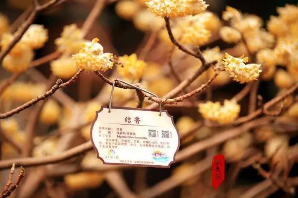 结香的花语是什么