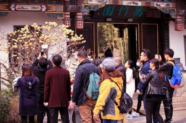 结香的花语是什么