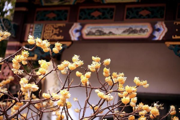 结香的花语是什么