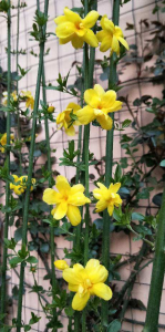 春天有哪些花开放 春天最具代表性的花推荐