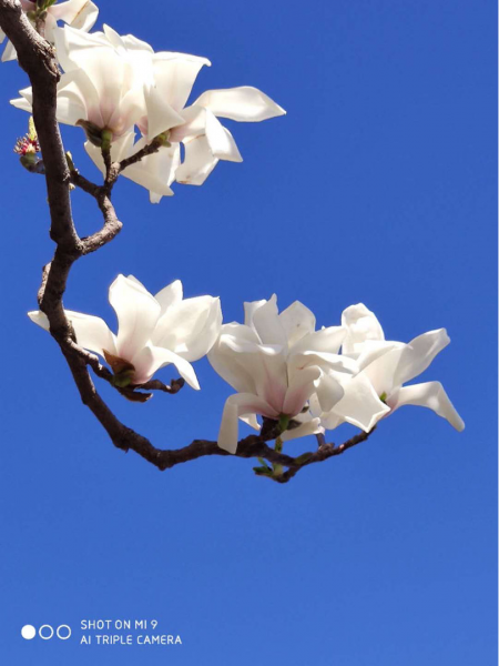 春天有哪些花开放