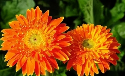 扶郎花花语是什么 扶郎花的象征和寓意