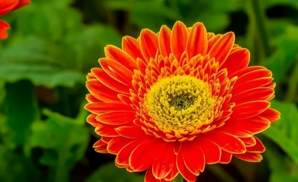扶郎花花语是什么