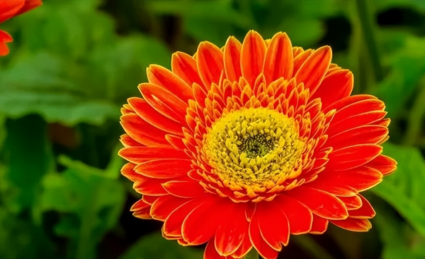 扶郎花花语是什么
