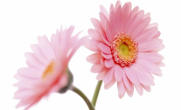 扶郎花花语是什么