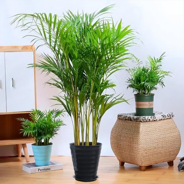 室内大型花卉有哪些
