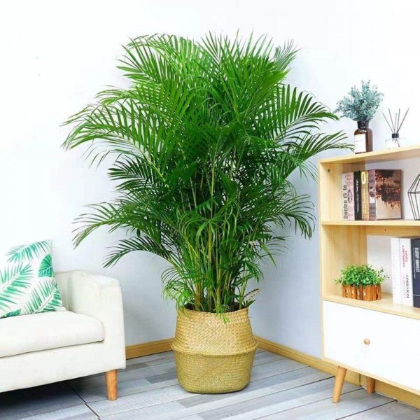 室内大型花卉有哪些