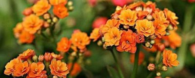 长寿花叶片怎样插扦 长寿花叶片繁殖方法