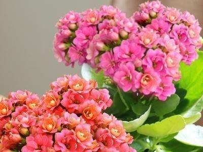 长寿花叶片怎样插扦