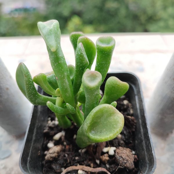 吸财树多肉怎么养