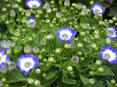 瓜叶菊的花语是什么