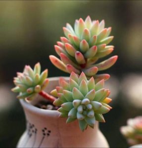千佛手多肉植物怎么养 千佛手的正确爆盆方法