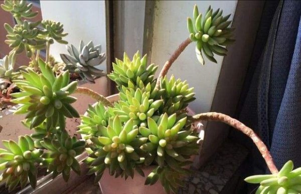 千佛手多肉植物怎么养