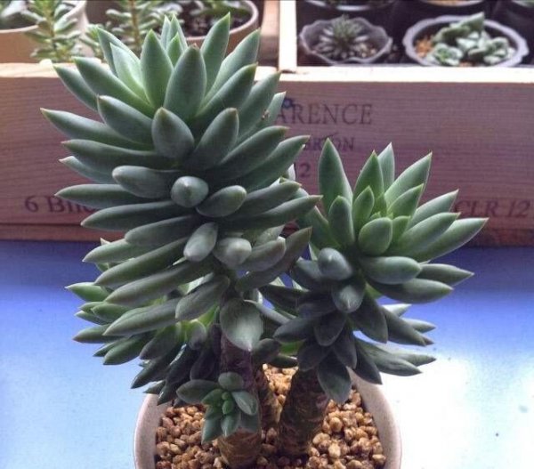 千佛手多肉植物怎么养