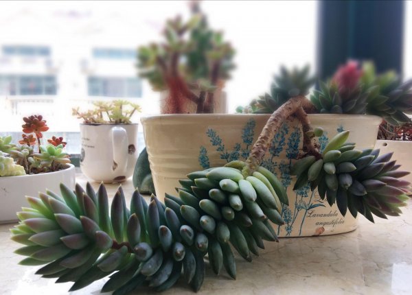 千佛手多肉植物怎么养