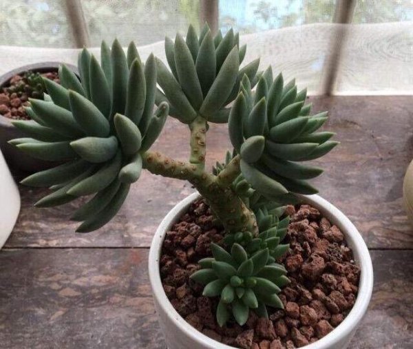 千佛手多肉植物怎么养