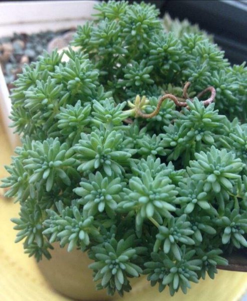千佛手多肉植物怎么养