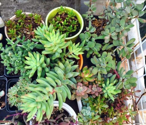 千佛手多肉植物怎么养