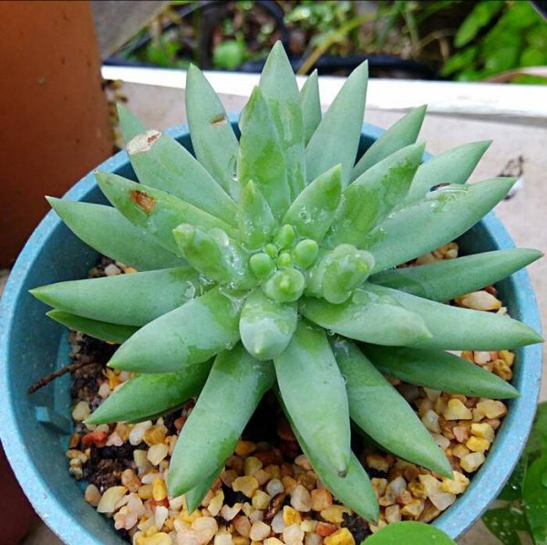 千佛手多肉植物怎么养