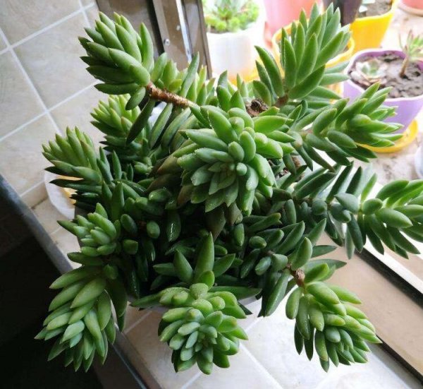 千佛手多肉植物怎么养
