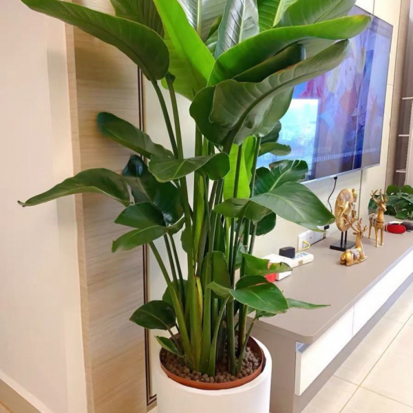 客厅放什么大型花卉最好