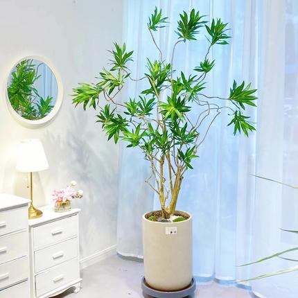 客厅放什么大型花卉最好
