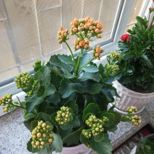 如何养长寿花 养长寿花的简单方法
