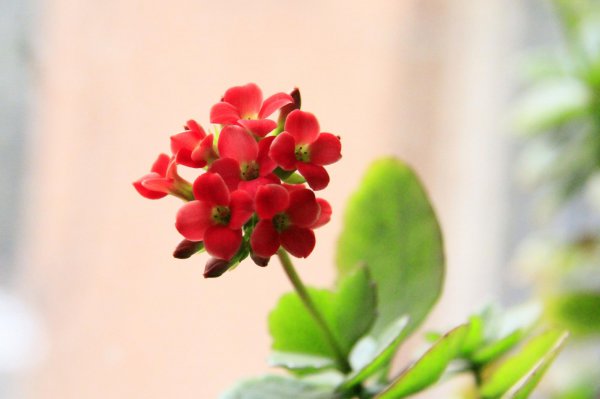 如何养长寿花
