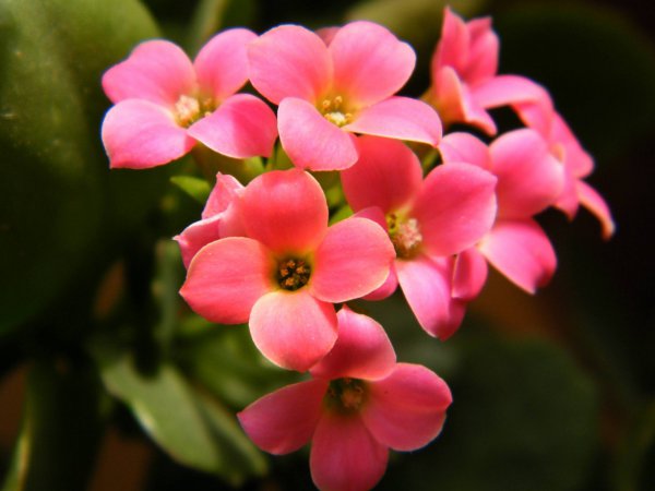 如何养长寿花