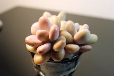 新手养多肉怎么养 多肉的养护注意事项
