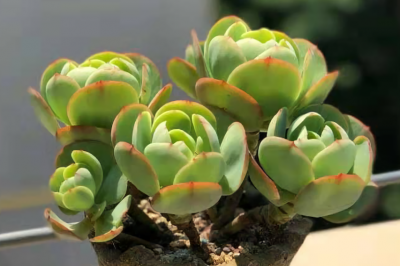碧桃多肉植物怎么养 多肉碧桃养护注意事项