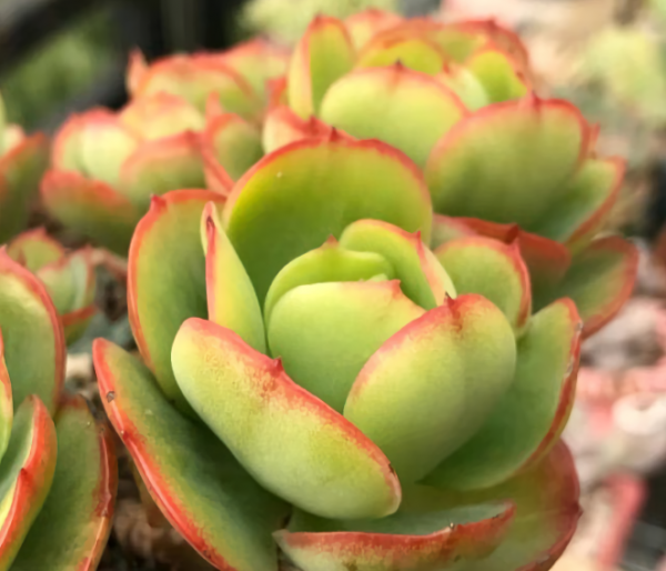 碧桃多肉植物怎么养