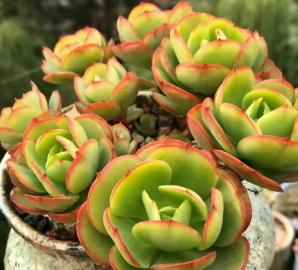 碧桃多肉植物怎么养