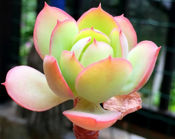 碧桃多肉植物怎么养