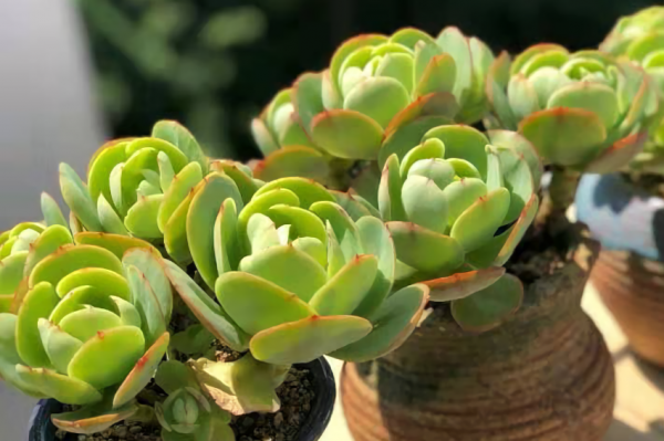 碧桃多肉植物怎么养