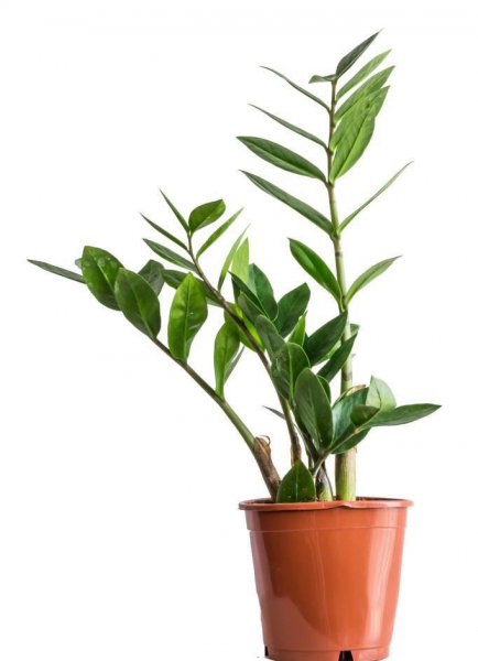 客厅适合栽什么植物