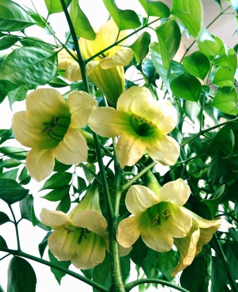 客厅适合栽什么植物