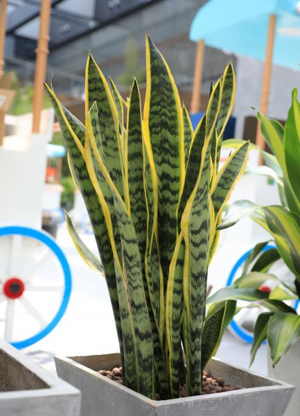 客厅适合栽什么植物