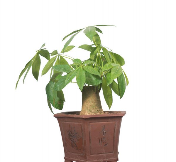 客厅适合栽什么植物