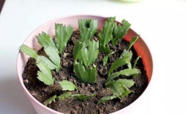 如何养蟹爪兰花