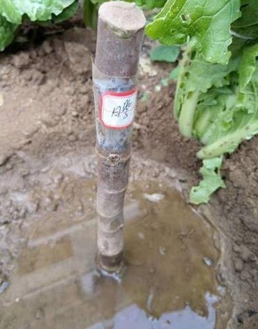 无花果种苗如何种