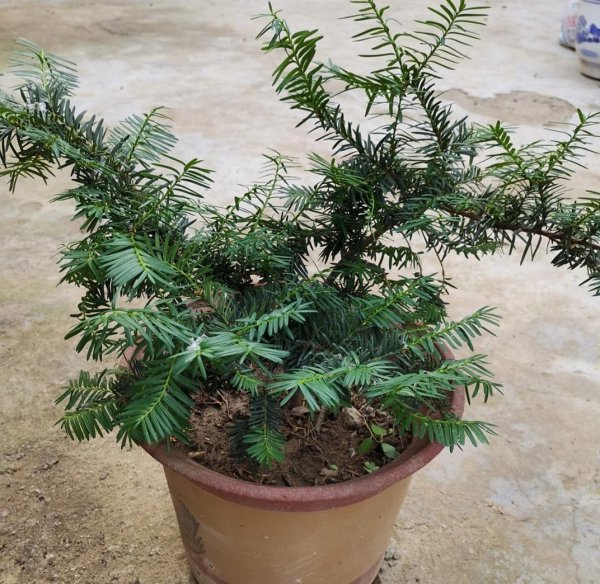 红豆杉家庭怎么养