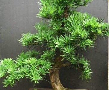 客厅种什么盆栽植物最好 花卉植物盆栽大全