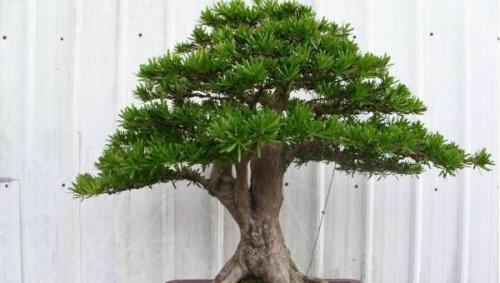 客厅种什么盆栽植物最好