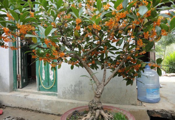 客厅种什么盆栽植物最好