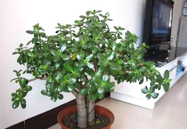 客厅种什么盆栽植物最好