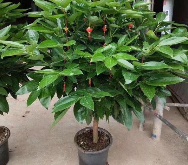 客厅种什么盆栽植物最好