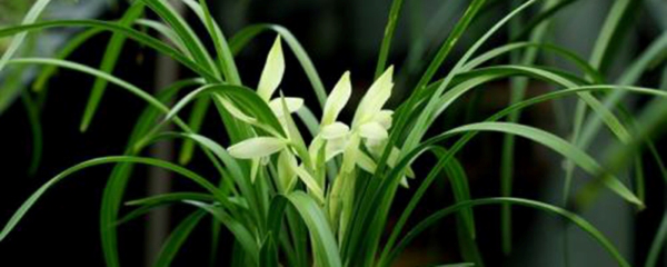 怎样养兰草花盆栽