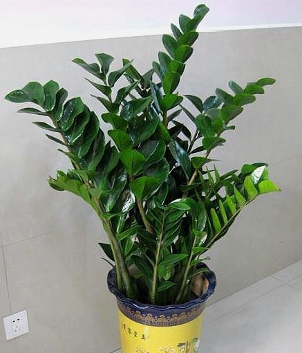 室内摇钱树怎么养