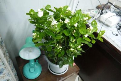 如何养茉莉花盆栽 茉莉花的养护方法和种植技术